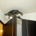 The Cat Called Maru